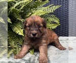Image preview for Ad Listing. Nickname: Charlee