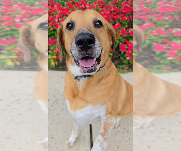Medium Photo #5 Labrador Retriever-Unknown Mix Puppy For Sale in Rockaway, NJ, USA