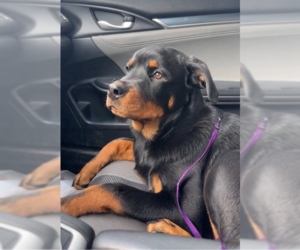 Rottweiler Dogs for adoption in Wheaton, IL, USA