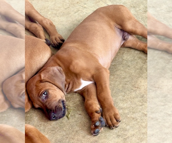 Medium Photo #23 Rhodesian Ridgeback Puppy For Sale in MADISON, GA, USA