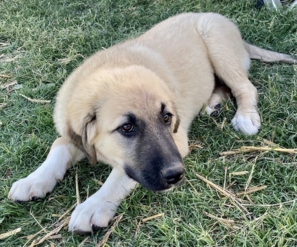 Medium Photo #25 Anatolian Shepherd Puppy For Sale in ROBSTOWN, TX, USA