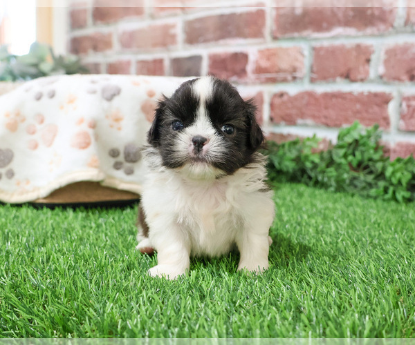 Medium Photo #5 Shih Tzu Puppy For Sale in SYRACUSE, IN, USA