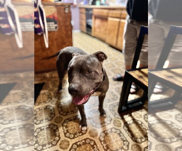 Medium Photo #1 American Pit Bull Terrier-Unknown Mix Puppy For Sale in Dana Point, CA, USA