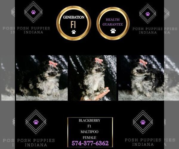 Medium Photo #9 Maltipoo Puppy For Sale in WARSAW, IN, USA