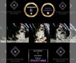 Small Photo #9 Maltipoo Puppy For Sale in WARSAW, IN, USA