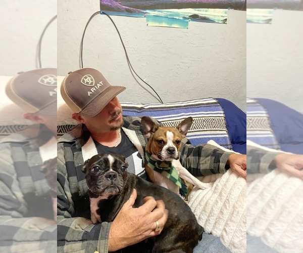 Medium Photo #6 Faux Frenchbo Bulldog Puppy For Sale in LEBANON, MO, USA