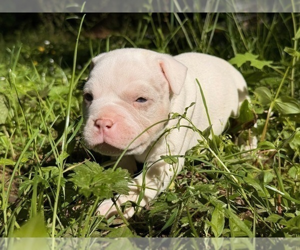 Medium Photo #5 American Bully Puppy For Sale in PORTLAND, OR, USA