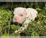 Small #4 American Bully