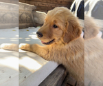 Small #15 Golden Retriever