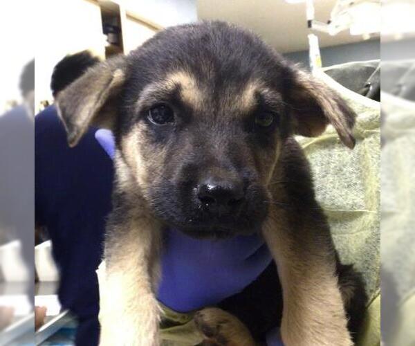 Medium Photo #1 German Shepherd Dog Puppy For Sale in Riverside, CA, USA