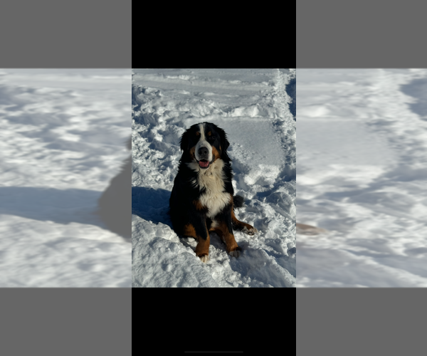 Medium Photo #1 Bernese Mountain Dog Puppy For Sale in Aurora, IN, USA