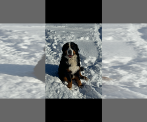 Medium Bernese Mountain Dog