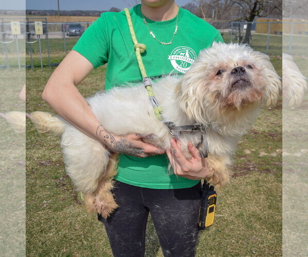 Medium Photo #2 Shih Tzu Puppy For Sale in Huntley, IL, USA