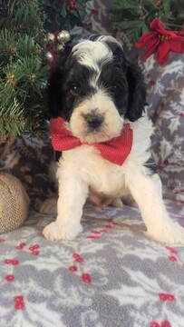 Medium Photo #1 Cavapoo Puppy For Sale in LANCASTER, PA, USA