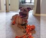 Small #4 Boxer-Pembroke Welsh Corgi Mix