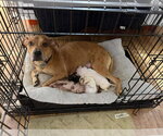 Small #7 Catahoula Leopard Dog Mix