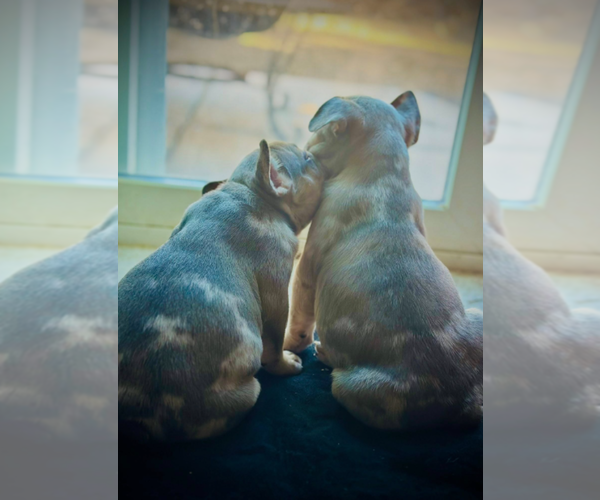 Medium Photo #2 French Bulldog Puppy For Sale in LAS VEGAS, NV, USA