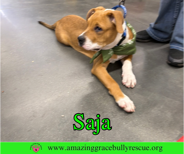 Medium Photo #6 Bulldog-Unknown Mix Puppy For Sale in Milton, FL, USA