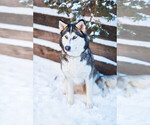 Small Photo #1 Siberian Husky Puppy For Sale in COLORADO SPRINGS, CO, USA