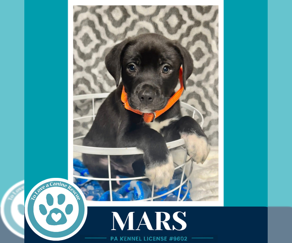 Medium Photo #2 Labrador Retriever-Unknown Mix Puppy For Sale in Kimberton, PA, USA