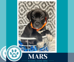 Small #1 Labrador Retriever Mix