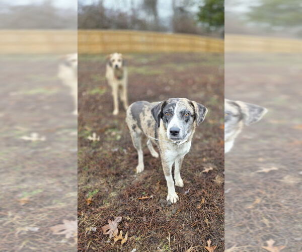 Medium Photo #3 Catahoula Leopard Dog-Golden Retriever Mix Puppy For Sale in Aurora, IN, USA