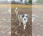 Small #2 Catahoula Leopard Dog-Golden Retriever Mix