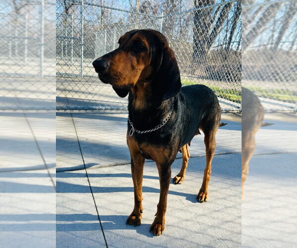 Medium Photo #2 Coonhound Puppy For Sale in Muskegon, MI, USA