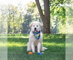 Small #1 Great Pyrenees Mix