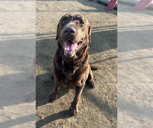 Medium Photo #1 Labrador Retriever-Unknown Mix Puppy For Sale in Bakersfield, CA, USA