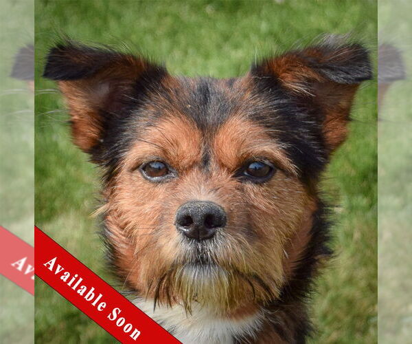 Medium Photo #1 Border Terrier-Unknown Mix Puppy For Sale in Huntley, IL, USA