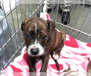American Pit Bull Terrier-Unknown Mix Dogs for adoption in Tulsa, OK, USA