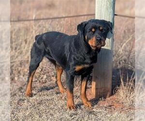 Rottweiler Dogs for adoption in Oklahoma City, OK, USA