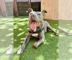 RYAN - Male Mutt Dog for Adoption - Photo #3