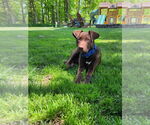Small #13 Labrador Retriever Mix