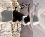 Small #1 Australian Shepherd