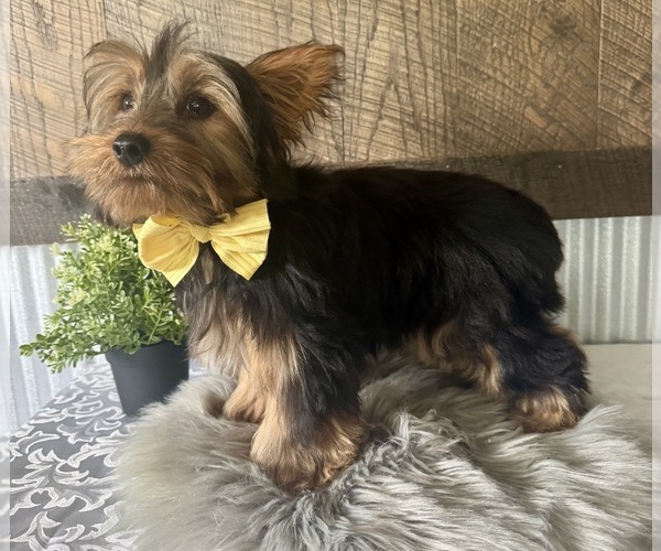 Medium Photo #6 Yorkshire Terrier Puppy For Sale in NAPPANEE, IN, USA