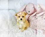 Small #2 Maltipoo