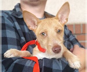 Landon - Male Cairn Terrier-Unknown Mix Dog for Adoption - Photo #2