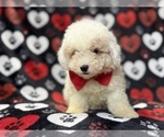 Hex - Male Bichpoo Puppy for Sale - Photo #2