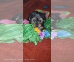 Small Photo #74 Yorkshire Terrier Puppy For Sale in AKRON, OH, USA