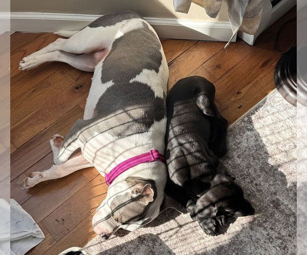 Medium Photo #10 Labrador Retriever-Unknown Mix Puppy For Sale in Brewster, NY, USA