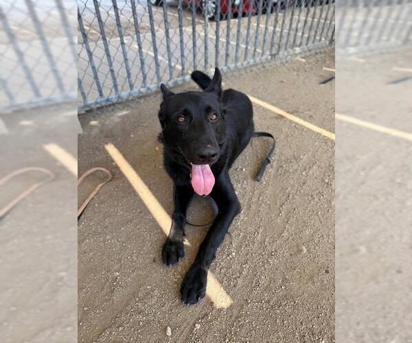 Medium Photo #2 German Shepherd Dog Puppy For Sale in Riverside, CA, USA