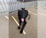 Small #1 German Shepherd Dog