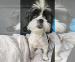 Small #2 Shih Tzu