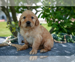 Small #1 Golden Retriever