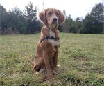 Small Photo #1 Irish Setter Puppy For Sale in HUNTERSVILLE, NC, USA