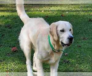 Father of the English Cream Golden Retriever puppies born on 03/08/2025