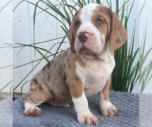 Beabull Puppy for sale in ARTHUR, IL, USA