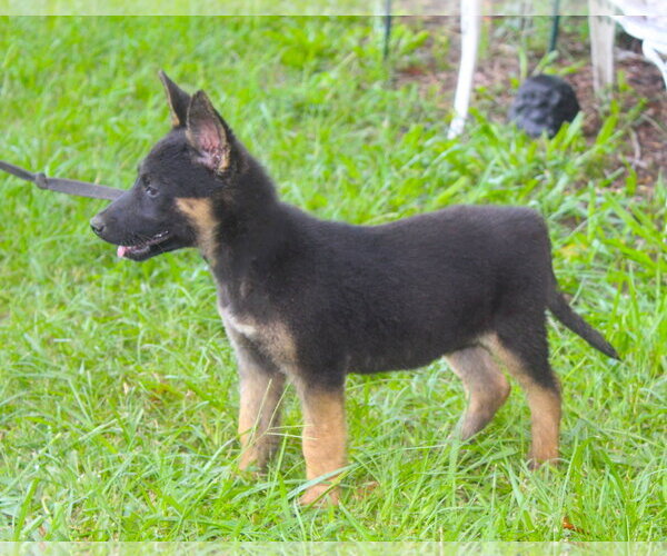Medium Photo #1 Siberian Husky Puppy For Sale in Holly Hill, SC, USA